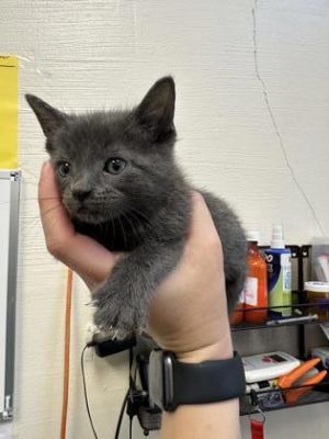 Fusilli (PetSmart Manhattan) Domestic Short Hair Cat