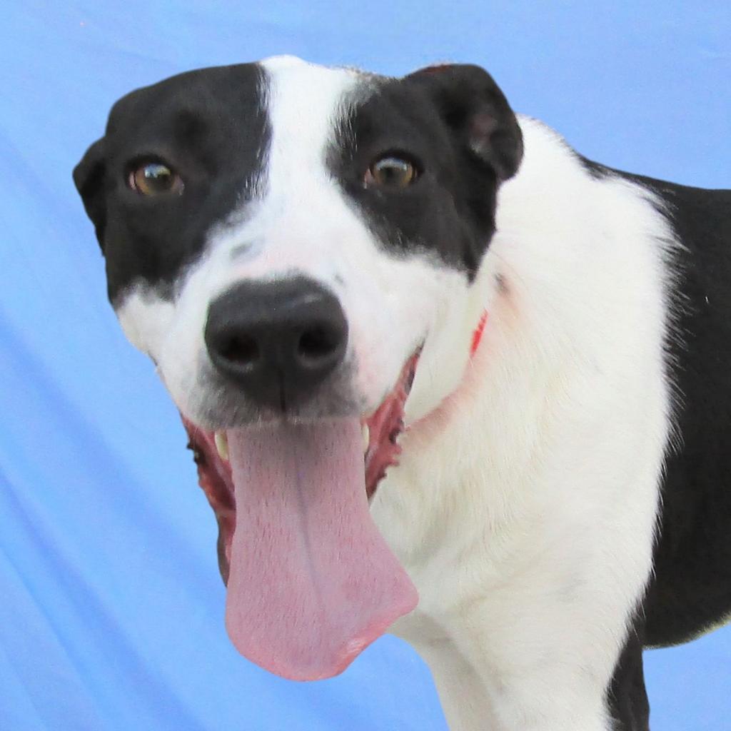 Alice, an adoptable Mixed Breed in Las Cruces, NM, 88012 | Photo Image 1