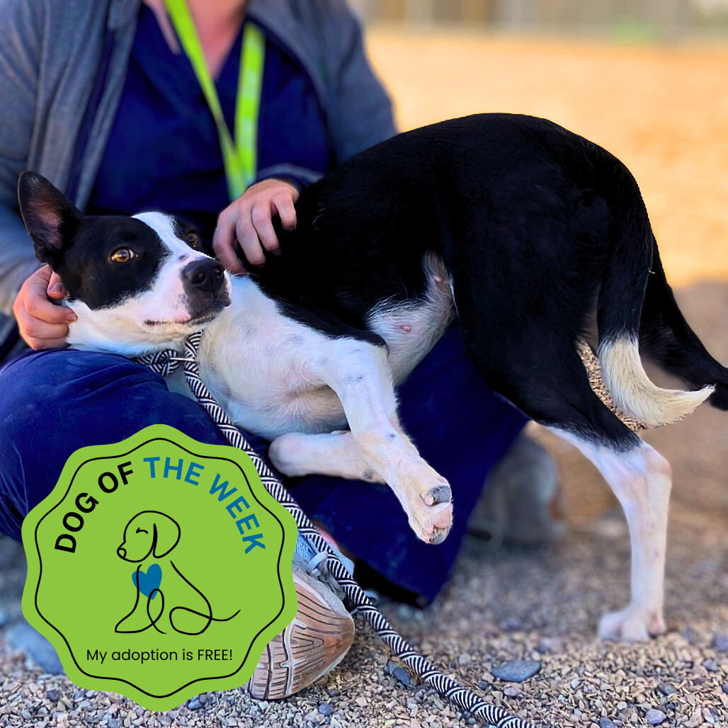 Alice, an adoptable Mixed Breed in Las Cruces, NM, 88012 | Photo Image 1