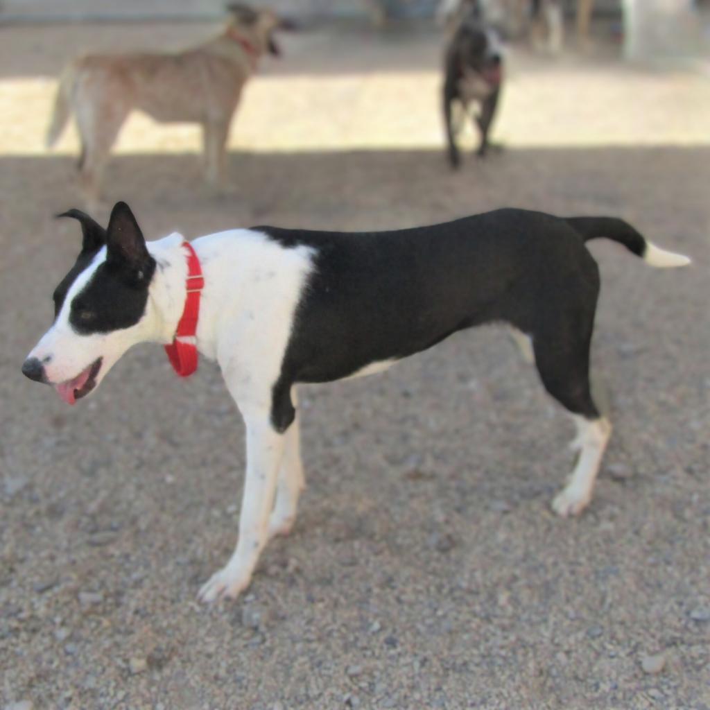 Alice, an adoptable Mixed Breed in Las Cruces, NM, 88012 | Photo Image 2