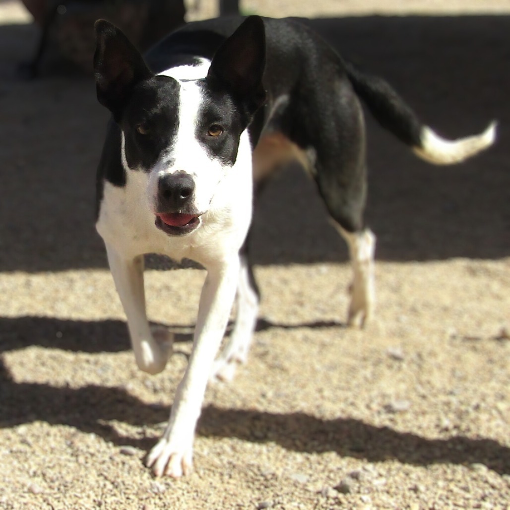 Alice, an adoptable Mixed Breed in Las Cruces, NM, 88012 | Photo Image 2