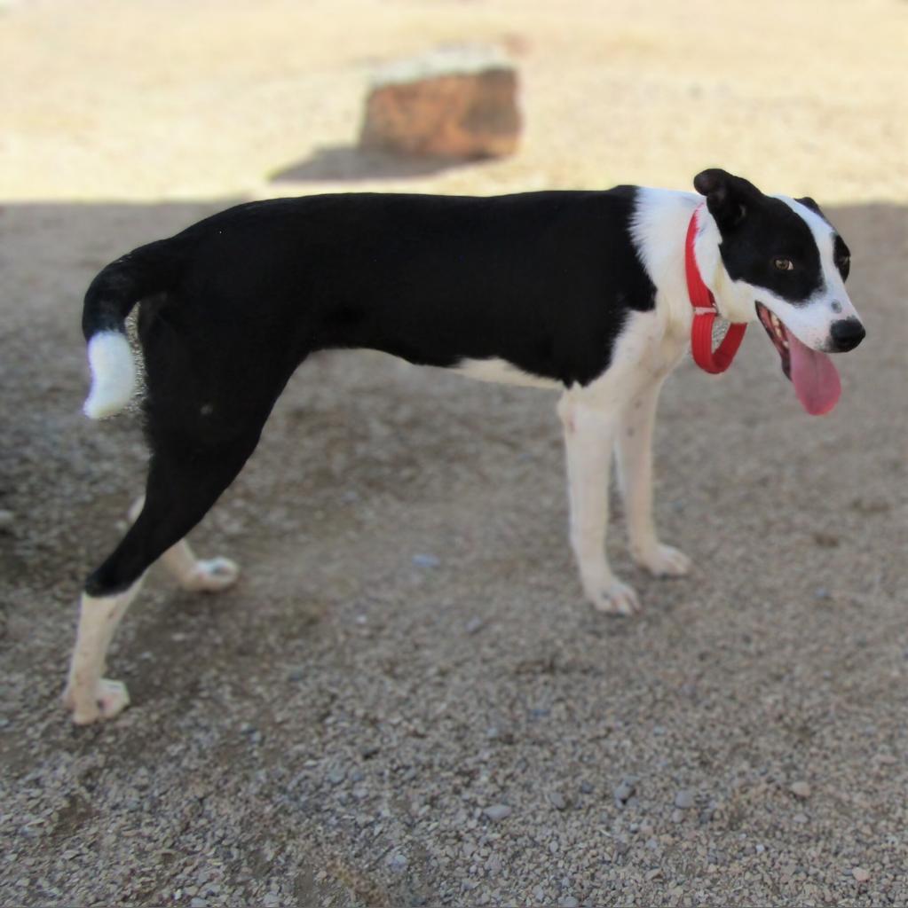 Alice, an adoptable Mixed Breed in Las Cruces, NM, 88012 | Photo Image 3