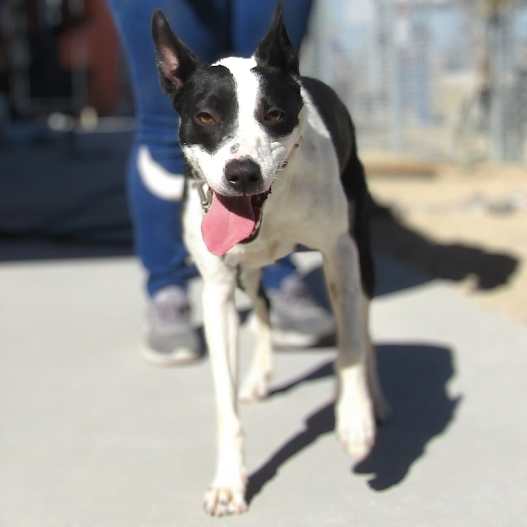 Alice, an adoptable Mixed Breed in Las Cruces, NM, 88012 | Photo Image 3