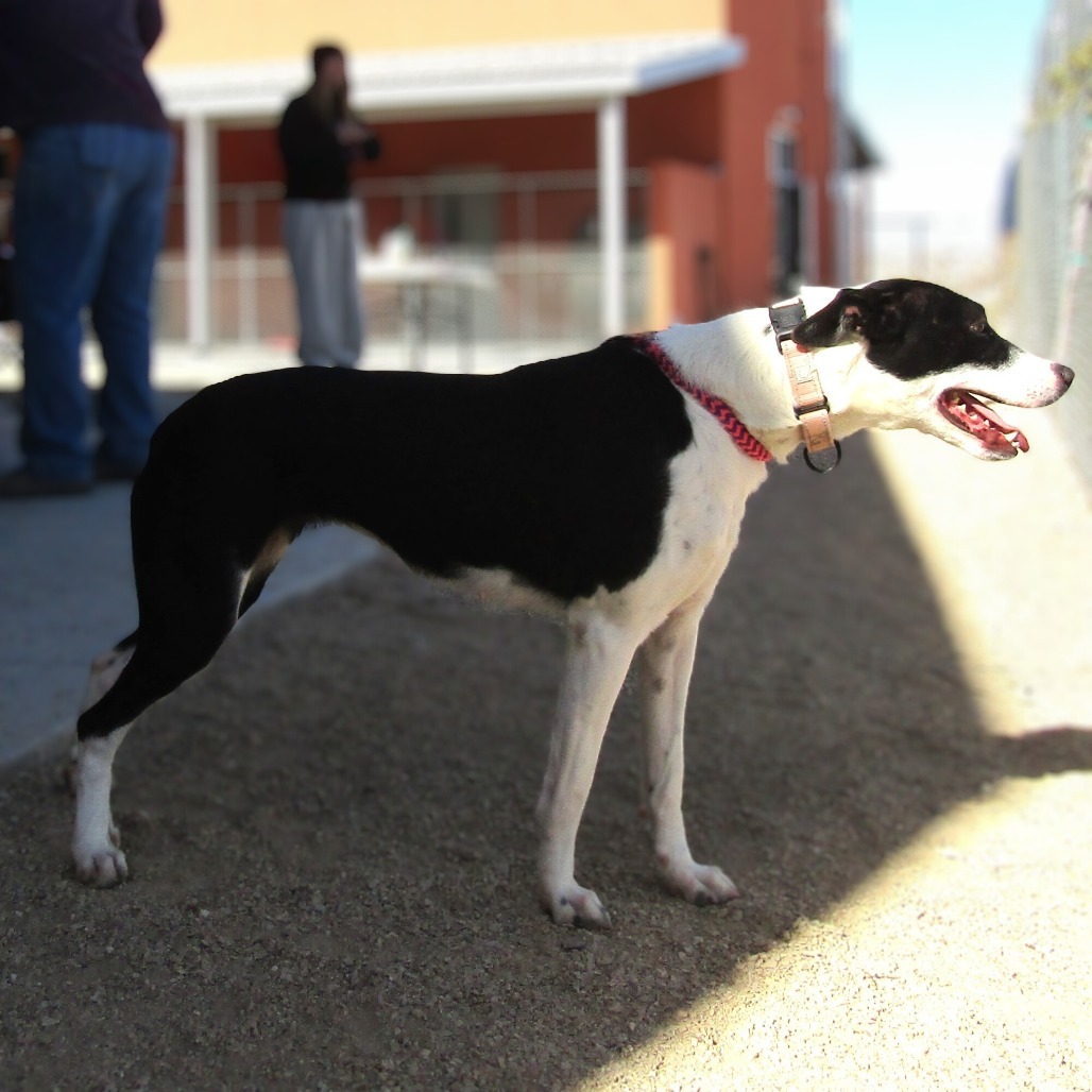 Alice, an adoptable Mixed Breed in Las Cruces, NM, 88012 | Photo Image 3