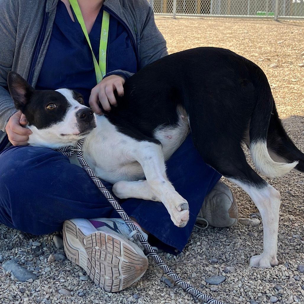 Alice, an adoptable Mixed Breed in Las Cruces, NM, 88012 | Photo Image 4