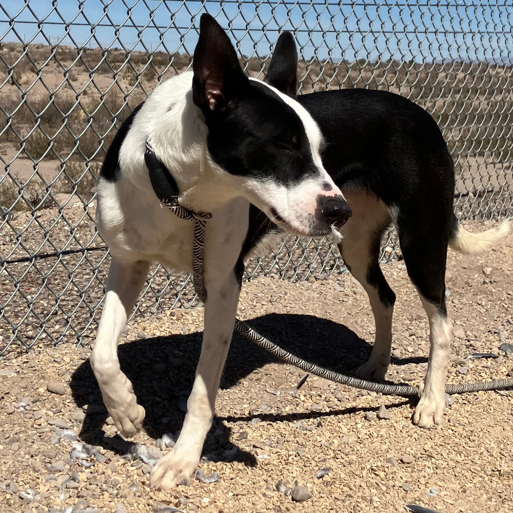 Alice, an adoptable Mixed Breed in Las Cruces, NM, 88012 | Photo Image 5