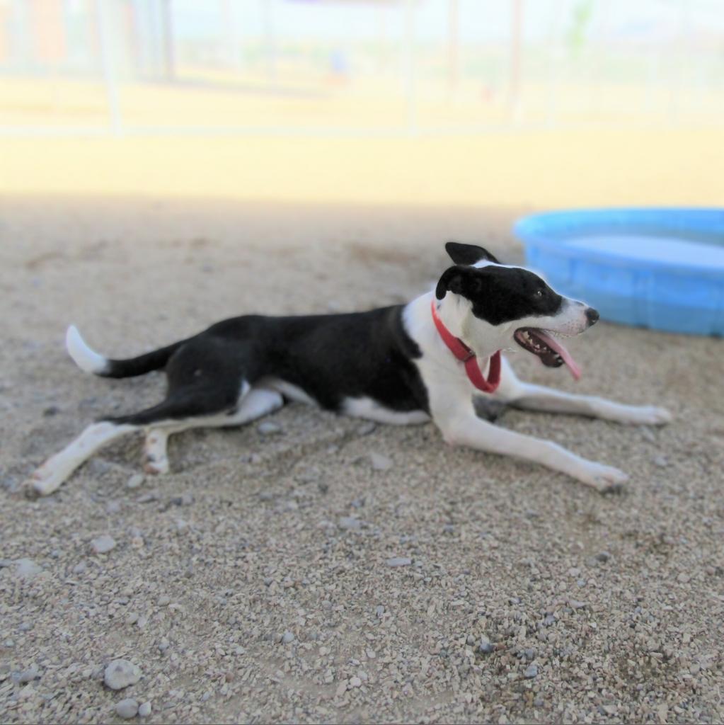 Alice, an adoptable Mixed Breed in Las Cruces, NM, 88012 | Photo Image 6