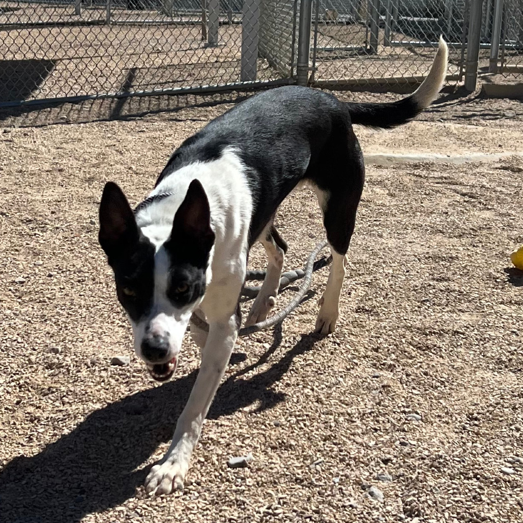 Alice, an adoptable Mixed Breed in Las Cruces, NM, 88012 | Photo Image 6