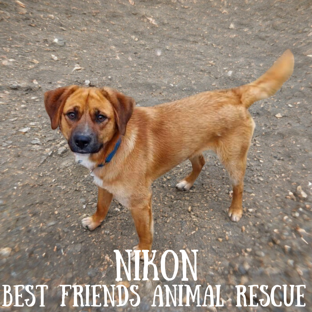 Nikon, an adoptable Labrador Retriever in Wasilla, AK, 99654 | Photo Image 1