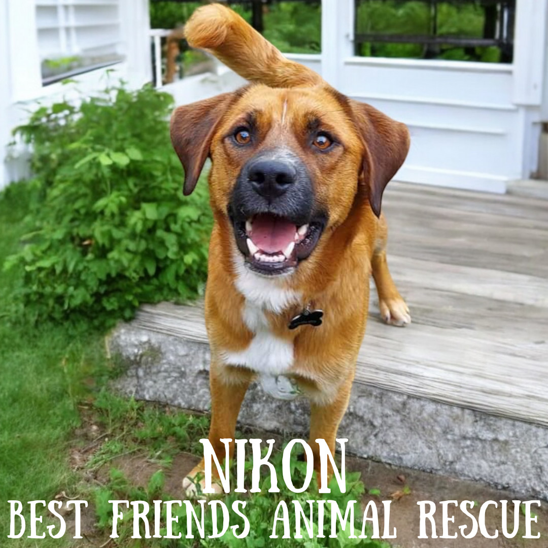 Nikon, an adoptable Labrador Retriever in Wasilla, AK, 99654 | Photo Image 3