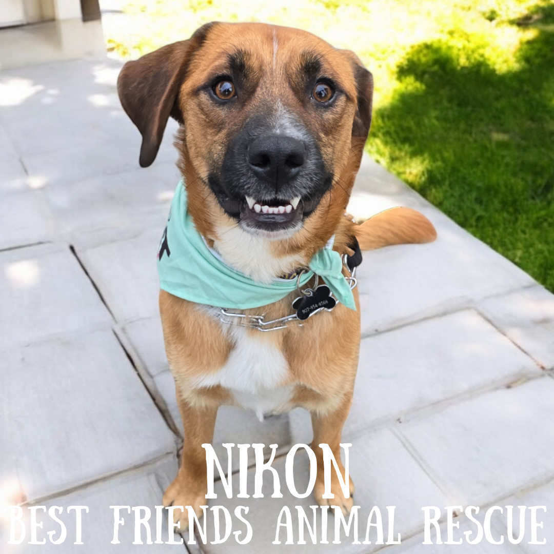 Nikon, an adoptable Labrador Retriever in Wasilla, AK, 99654 | Photo Image 4