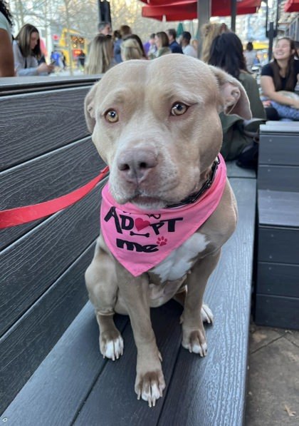Peggy- ADOPTED 1