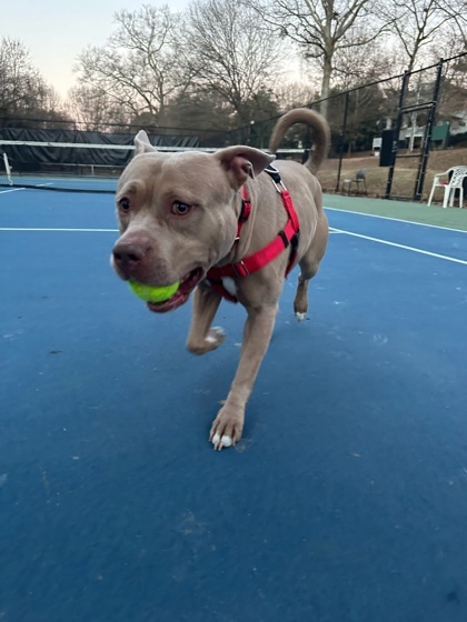 Peggy- ADOPTED 2