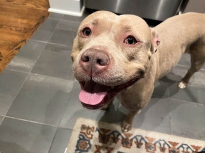 Peggy- ADOPTED 3