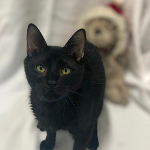 Spooky, an adoptable Domestic Medium Hair in Guaynabo, PR, 00969 | Photo Image 1