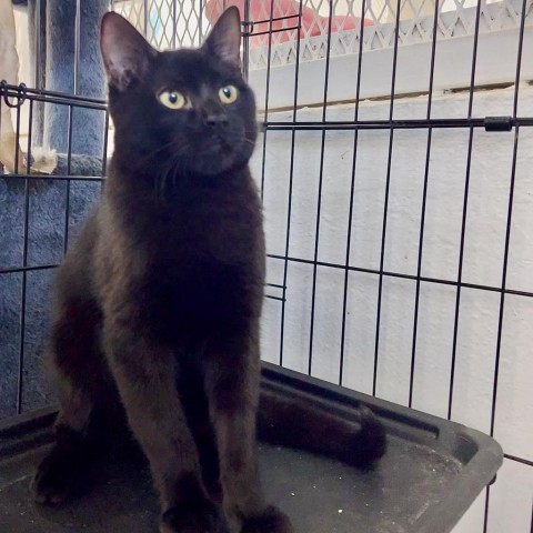 Spooky, an adoptable Domestic Medium Hair in Guaynabo, PR, 00969 | Photo Image 2