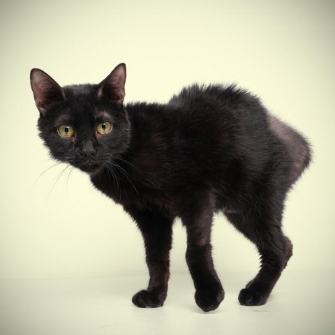 Spooky, an adoptable Domestic Medium Hair in Guaynabo, PR, 00969 | Photo Image 3