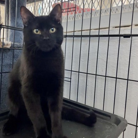 Spooky, an adoptable Domestic Medium Hair in Guaynabo, PR, 00969 | Photo Image 4