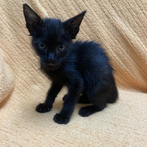 Spooky, an adoptable Domestic Medium Hair in Guaynabo, PR, 00969 | Photo Image 5