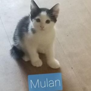 Mulan Domestic Medium Hair Cat
