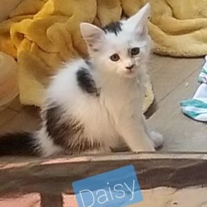 Daisy Domestic Medium Hair Cat