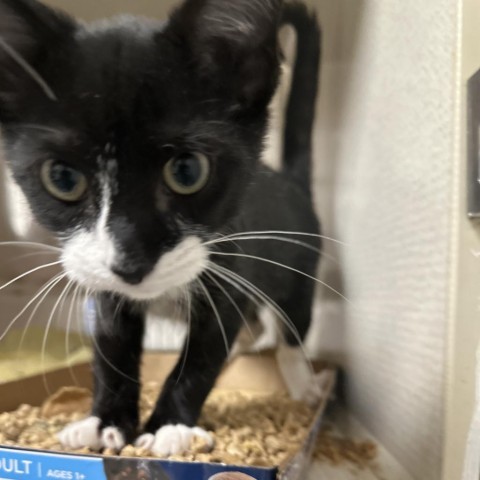 Saintz, an adoptable Domestic Short Hair in Yuma, AZ, 85365 | Photo Image 1