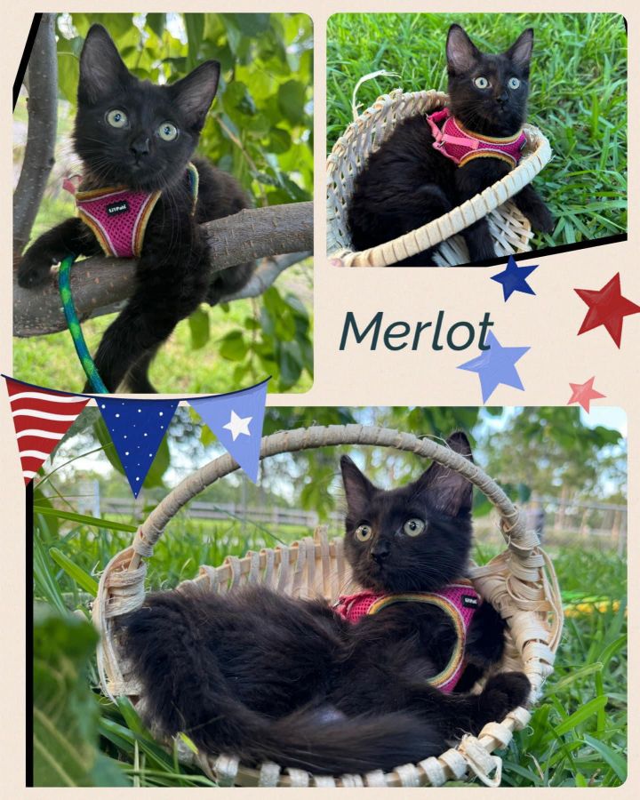 Merlot 2