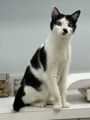 June Bug Domestic Short Hair Cat