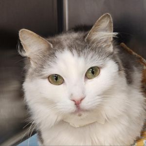 Meet Bob Ross an 8-year-old male cat with a charming brown and white coat Bob Rosss gentle person