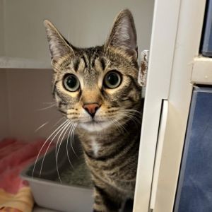 Meet Ghost a handsome 4-year-old male brown tabby His striking coat and gentle personality make hi