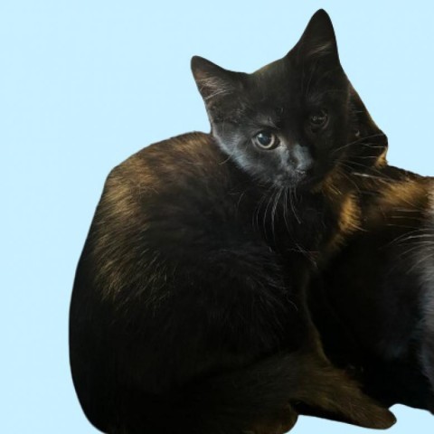 Bingle, an adoptable Domestic Short Hair in Tuscaloosa, AL, 35401 | Photo Image 1