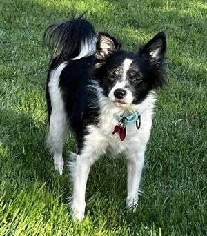 Animal Profile Daisy is an estimated 65-year-old 18 lb spayed female Papillon Rat mixed breed who