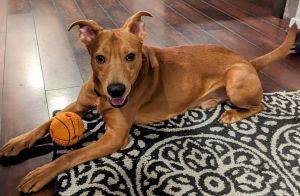 Animal Profile Wesley is an estimated 8-month-old 35 lb neutered male mixed breed with a gorgeous r