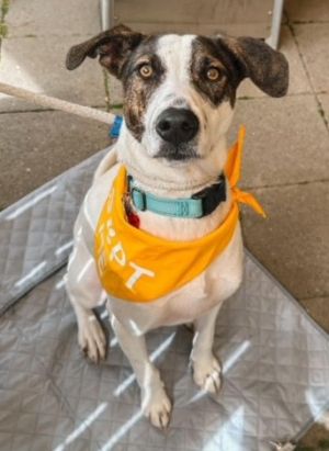 Animal Profile Archie is an 11-12 month old 40lb neutered male whippet mix joining us from Hawaii t