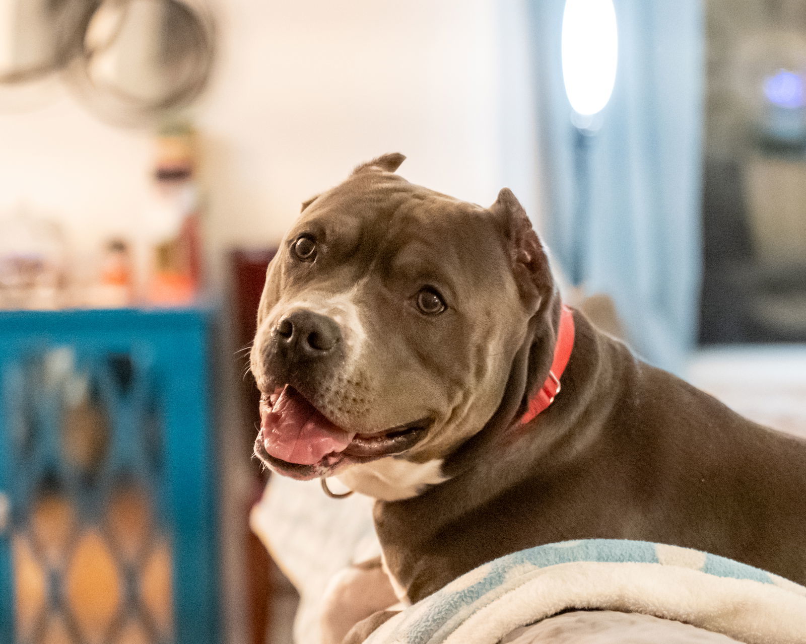 Miller, an adoptable Pit Bull Terrier in Golden Valley, MN, 55427 | Photo Image 1