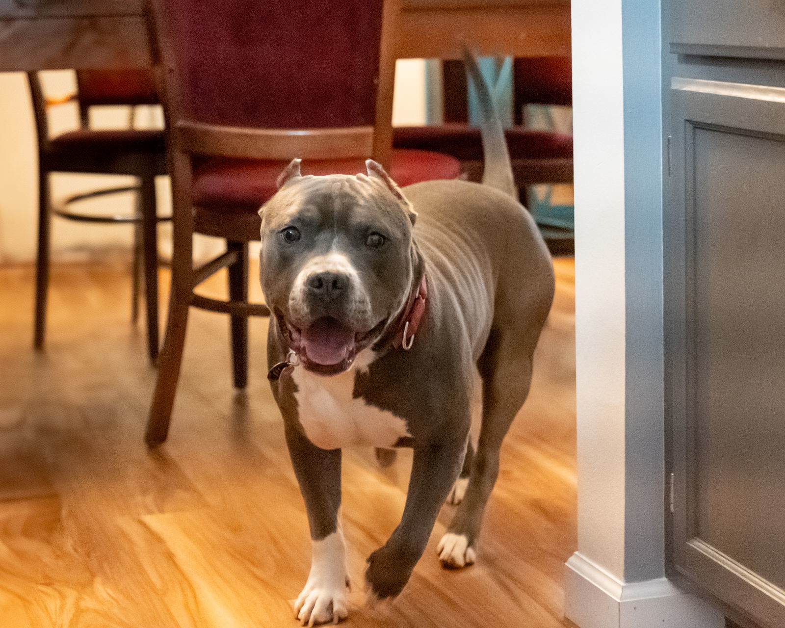 Miller, an adoptable Pit Bull Terrier in Golden Valley, MN, 55427 | Photo Image 1