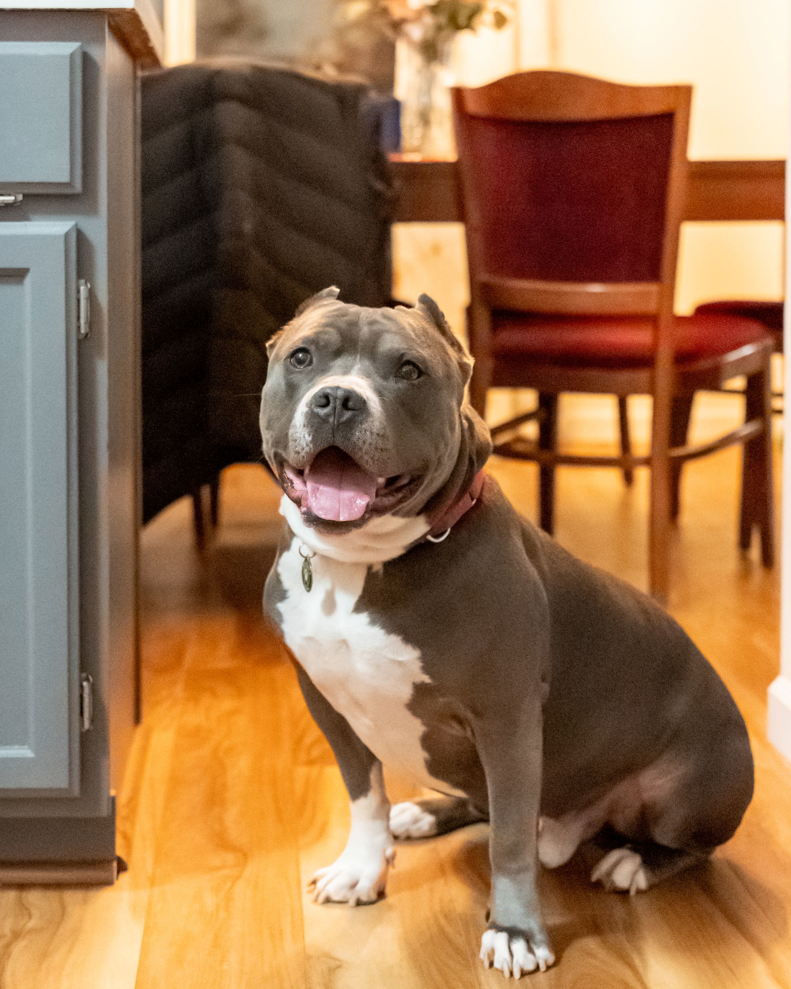 Miller, an adoptable Pit Bull Terrier in Golden Valley, MN, 55427 | Photo Image 2