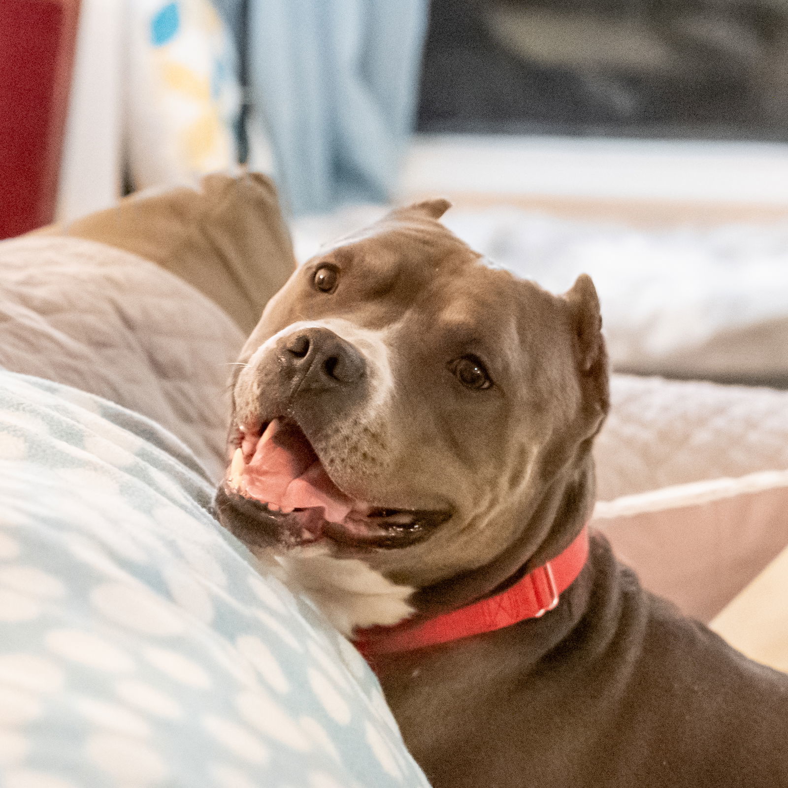 Miller, an adoptable Pit Bull Terrier in Golden Valley, MN, 55427 | Photo Image 2