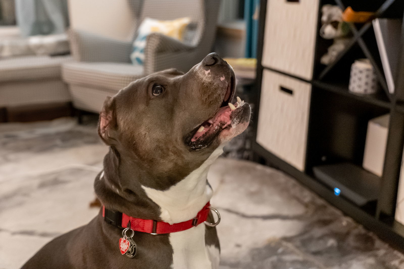 Miller, an adoptable Pit Bull Terrier in Golden Valley, MN, 55427 | Photo Image 3