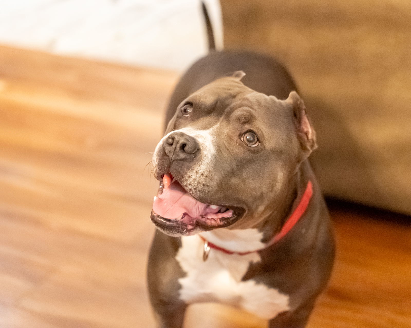 Miller, an adoptable Pit Bull Terrier in Golden Valley, MN, 55427 | Photo Image 3