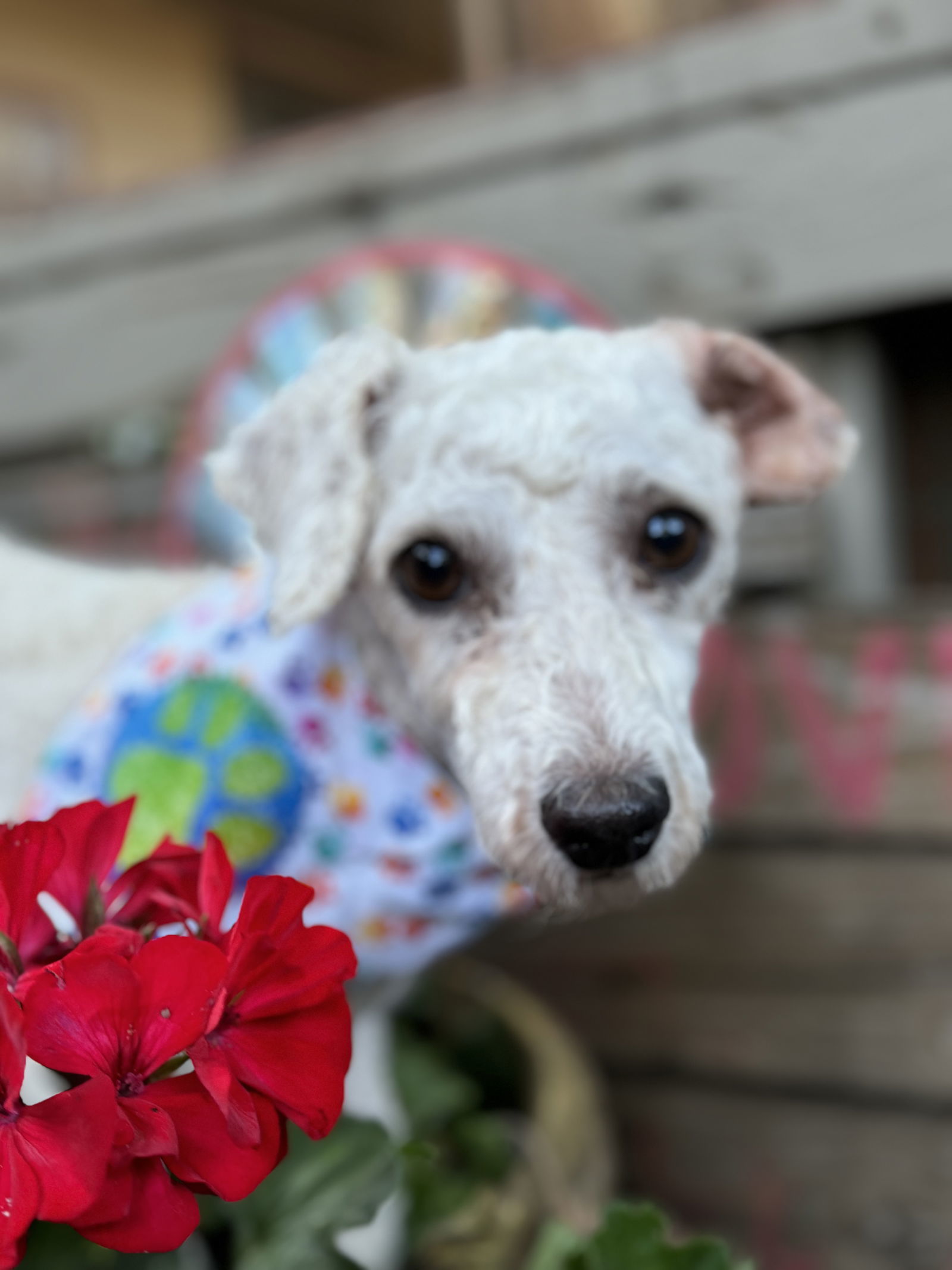 Jaime, an adoptable Bichon Frise in Sioux Falls, SD, 57101 | Photo Image 1