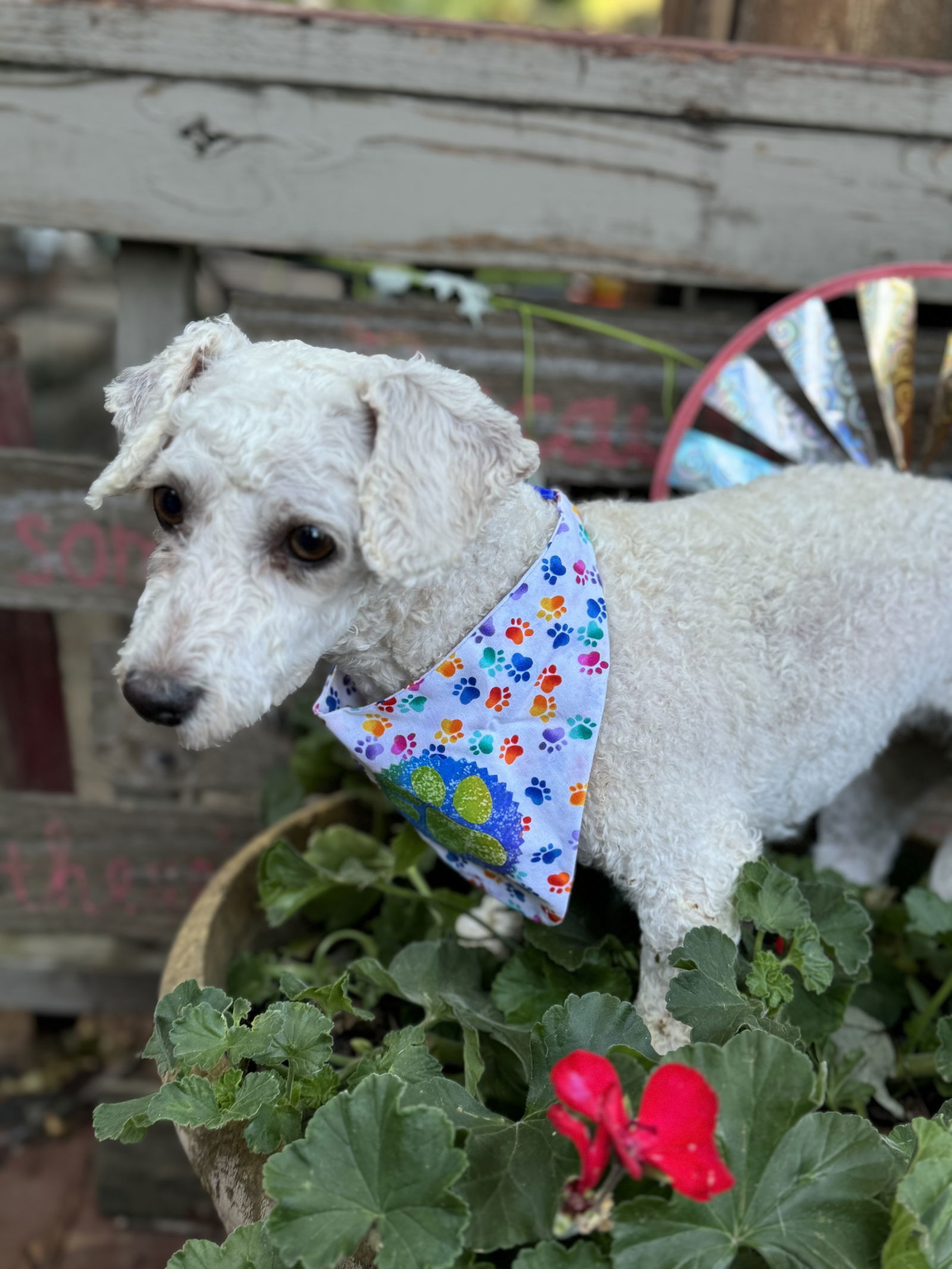 Jaime, an adoptable Bichon Frise in Sioux Falls, SD, 57101 | Photo Image 2