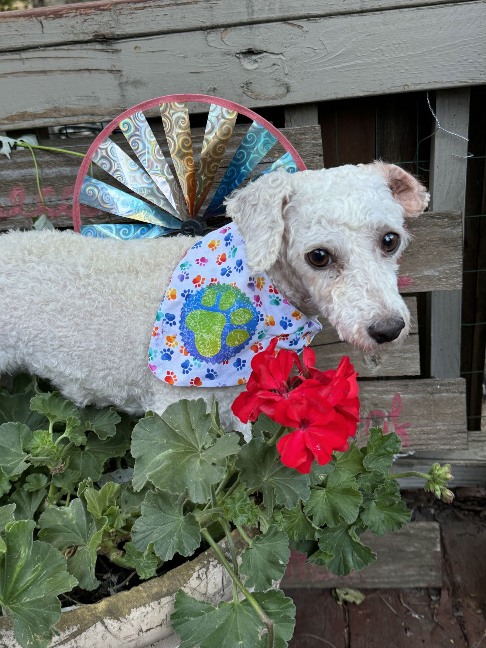 Jaime, an adoptable Bichon Frise in Sioux Falls, SD, 57101 | Photo Image 3