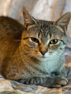 Genevieve, an adoptable Tabby, Domestic Short Hair in Traverse City, MI, 49686 | Photo Image 1