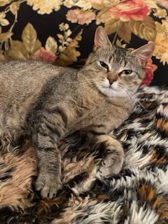 Genevieve, an adoptable Tabby, Domestic Short Hair in Traverse City, MI, 49686 | Photo Image 2