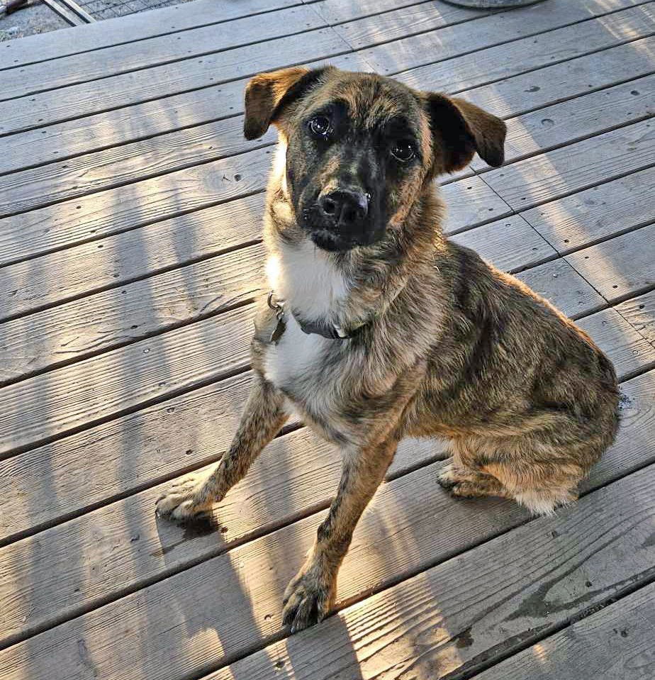 Gavin, an adoptable Dutch Shepherd in Salt Lake City, UT, 84171 | Photo Image 1