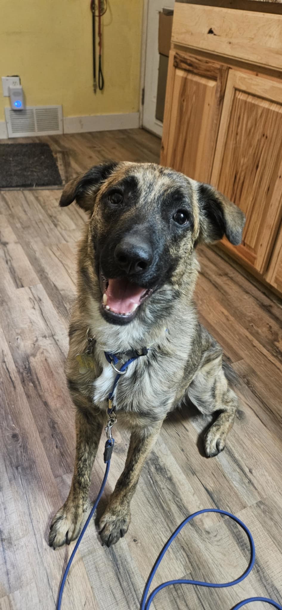 Gavin, an adoptable Mixed Breed in Salt Lake City, UT, 84171 | Photo Image 1