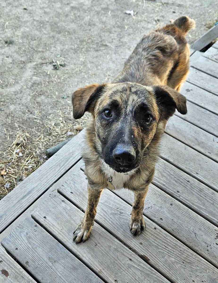 Gavin, an adoptable Dutch Shepherd in Salt Lake City, UT, 84171 | Photo Image 2