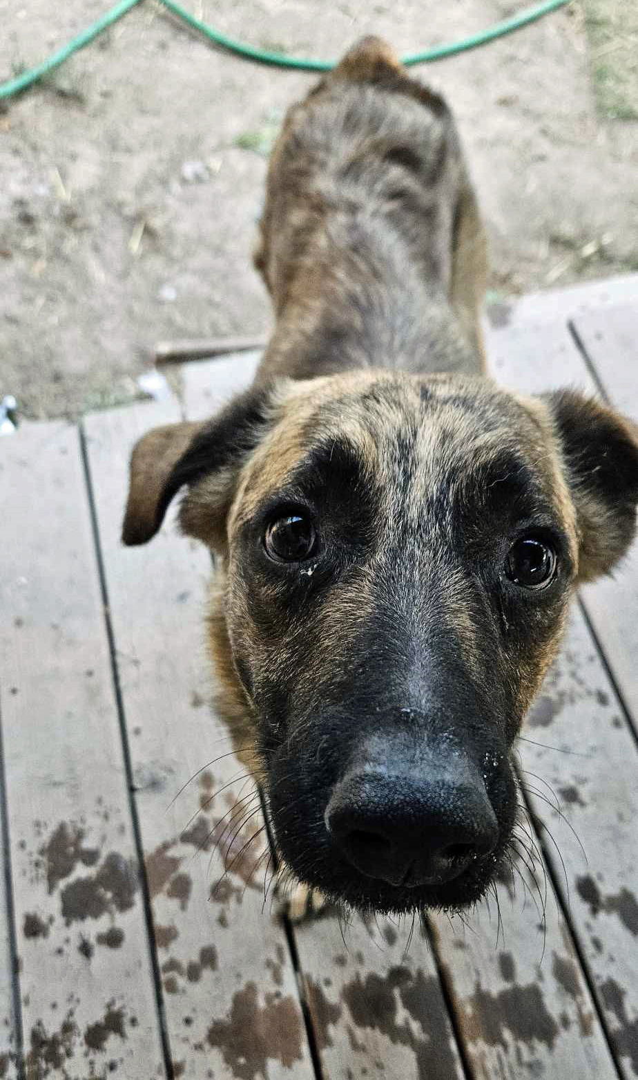 Gavin, an adoptable Dutch Shepherd in Salt Lake City, UT, 84171 | Photo Image 3