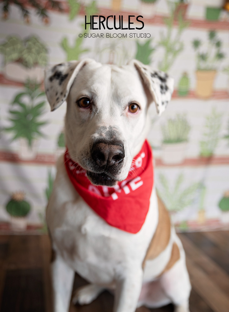 Hercules, an adoptable Labrador Retriever in Littleton, CO, 80126 | Photo Image 1